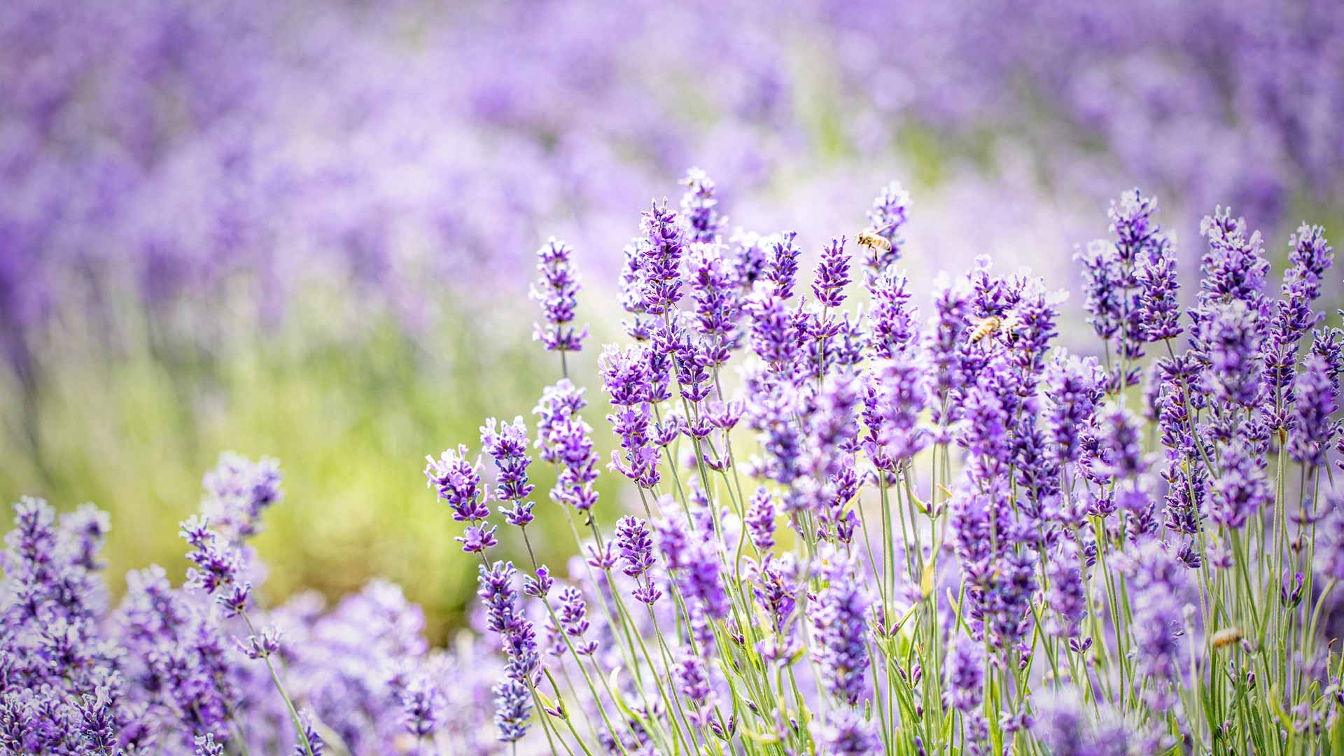 Upgrade Your Plan Today! KelseyCare Advantage